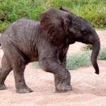 Tierwelt: Baby-Elefant