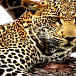 leopard