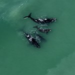 southern right whales & calves