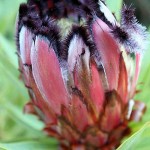 130816_kirstenbosch_07