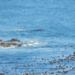 131023_hermanus_01