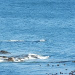 131023_hermanus_02