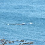 131023_hermanus_03