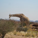 Augrabie Falls -Giraffe