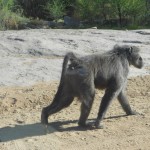 Baboon1