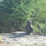 Baboon3