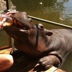 Hippo Jessica – Beitragsbild