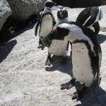 Pinguin_2