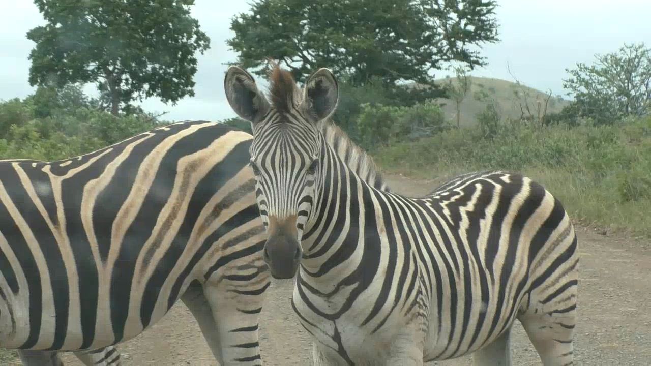 Die Zebras und ihre Streifen – Neue Erkenntnisse | Südafrika TV