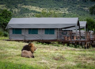 Das Babanango Game Reserve in Südafrika setzt auf mehrtägige Walking Safaris